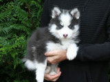 Male Bleu marquage husky Yeux Vairons Gabarit standard