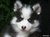 Male Bleu marquage husky Yeux Vairons Gabarit standard