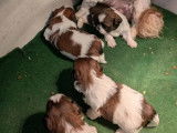 4 chiots mâles Shih Tzu LOF à vendre