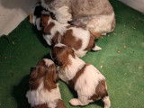 4 chiots mâles Shih Tzu LOF à vendre