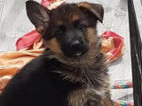 À réserver, 4 chiots femelles Berger Allemand LOF