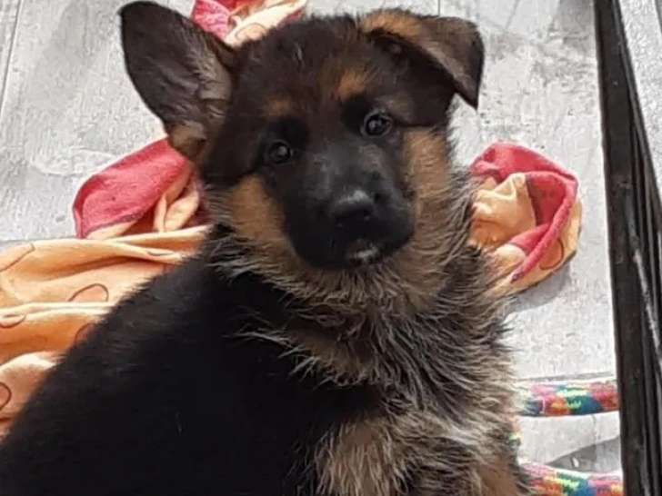 À réserver, 4 chiots femelles Berger Allemand LOF