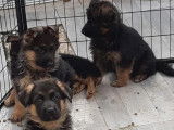 À réserver, 4 chiots femelles Berger Allemand LOF