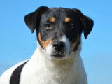 Chiot Jack Russell Parson mâle disponible à la réservation (LOF)