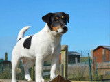 Chiot Jack Russell Parson mâle disponible à la réservation (LOF)