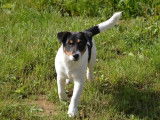Chiot Jack Russell Parson mâle disponible à la réservation (LOF)