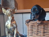 Chiot femelle Teckel Nain disponible à la vente (LOF)