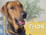 Recherche adoption ou famille d'accueil pour Thor, 6 ans