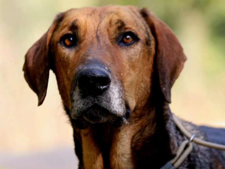 Recherche adoption ou famille d'accueil pour Thor, 6 ans