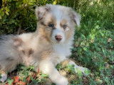 Chiots Berger Américain Miniature LOF à réserver