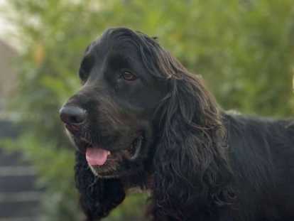 Mâle Cocker Anglais disponible pour saillie