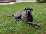 Mâle Cane Corso disponible pour saillie