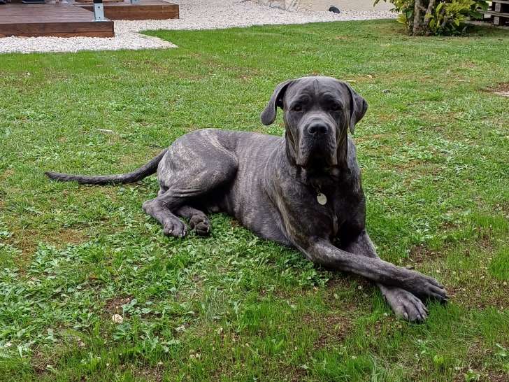 Mâle Cane Corso disponible pour saillie