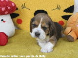 Chiots Beagle bicolores et tricolores LOF à vendre