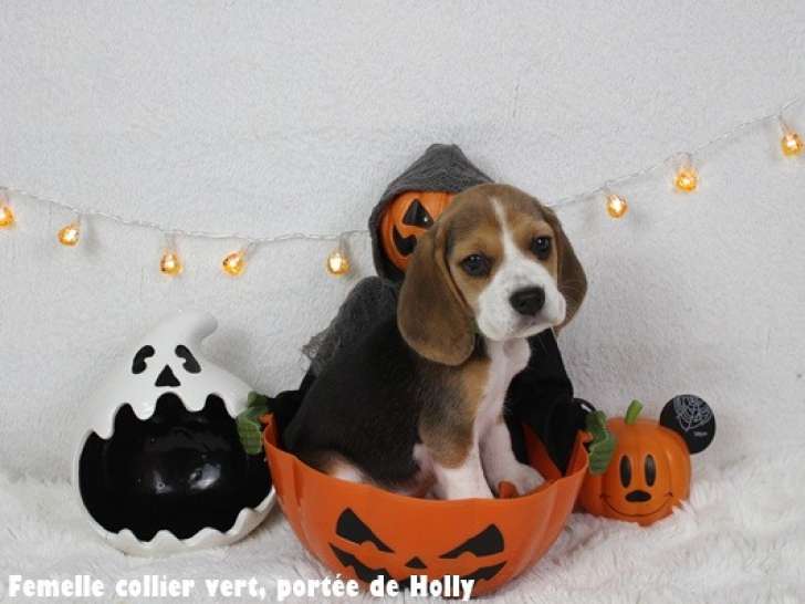 Chiots Beagle bicolores et tricolores LOF à vendre