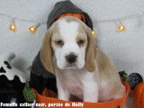 Chiots Beagle bicolores et tricolores LOF à vendre