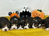 Chiots Beagle LOF à vendre