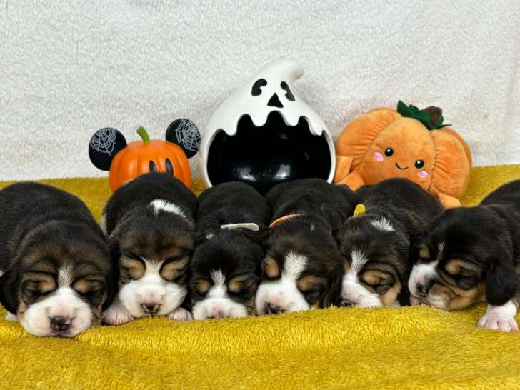 Chiots Beagle LOF à vendre