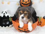 Chiots Beagle LOF à vendre