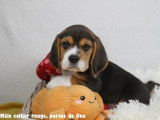 Chiots Beagle LOF à vendre