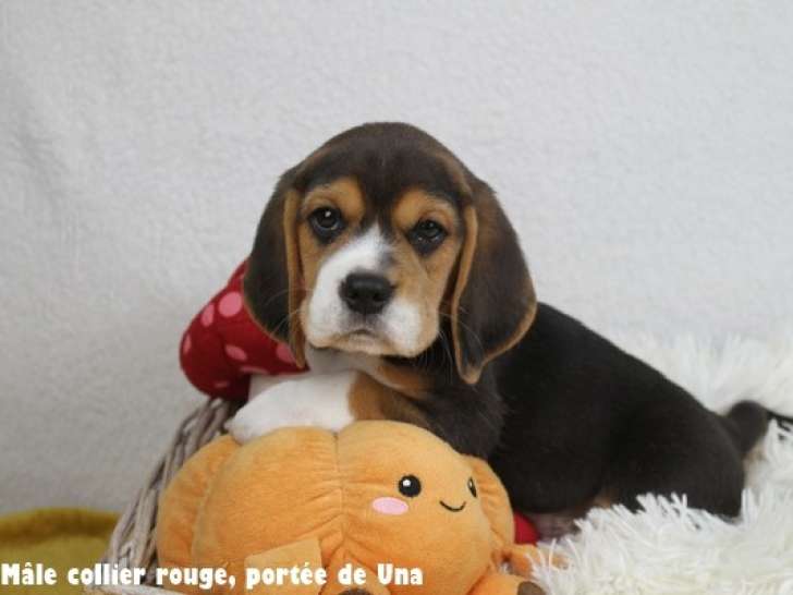Chiots Beagle LOF à vendre