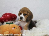 Chiots Beagle LOF à vendre