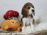 Chiots Beagle LOF à vendre