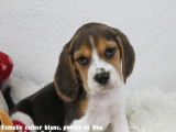Chiots Beagle LOF à vendre