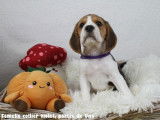 Chiots Beagle LOF à vendre