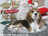 Chiots Beagle LOF à vendre
