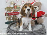 Chiots Beagle LOF à vendre