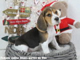 Chiots Beagle LOF à vendre