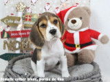 Chiots Beagle LOF à vendre