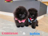 Chiots Spitz Nains Poméranien de lignée de multichampions à vendre