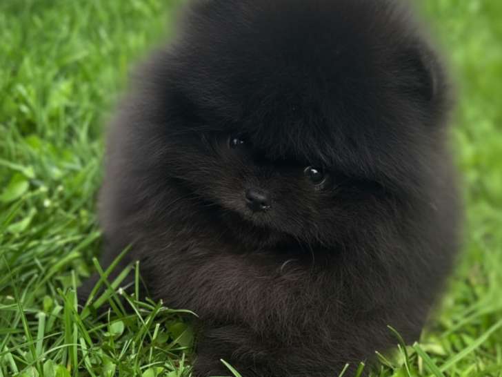 Chiots Spitz Nains Poméranien de lignée de multichampions à vendre