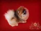 Chiots Spitz Nains Poméranien de lignée de multichampions à vendre