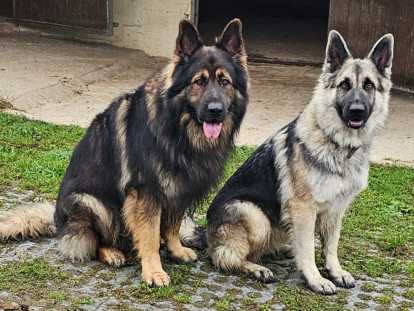 Chiot Altdeutscher Schäferhund à naître le 12 novembre 2025