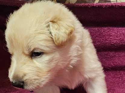 Chiots Altdeutscher Schäferhund nés le 13 novembre 2025