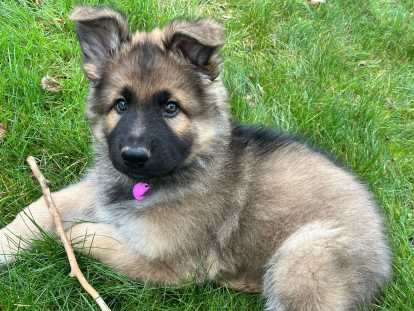 Chiot m&acirc;le Altdeutscher Sch&auml;ferhund n&eacute; le 13 .11.2025 disponible