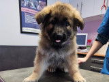 Chiot m&acirc;le Altdeutscher Sch&auml;ferhund n&eacute; le 13 .11.2025 disponible