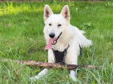 Mâle Berger Blanc Suisse disponible pour saillie