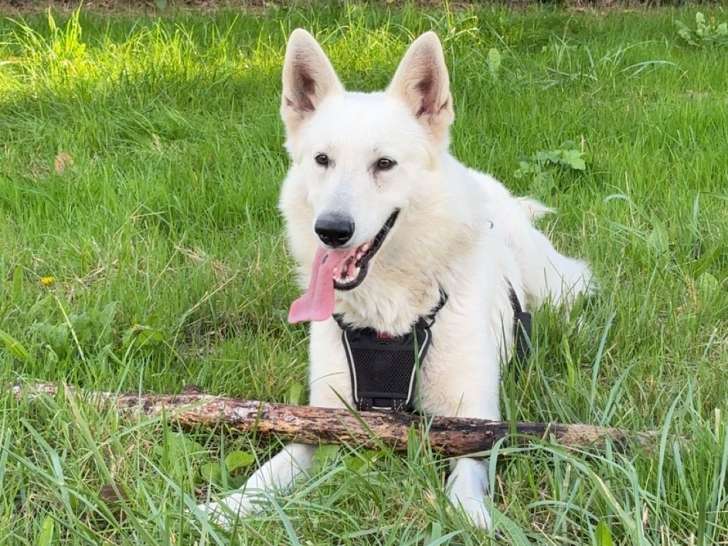 Mâle Berger Blanc Suisse disponible pour saillie