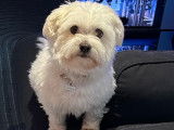 Cookie, mâle Coton de Tuléar disponible pour saillie