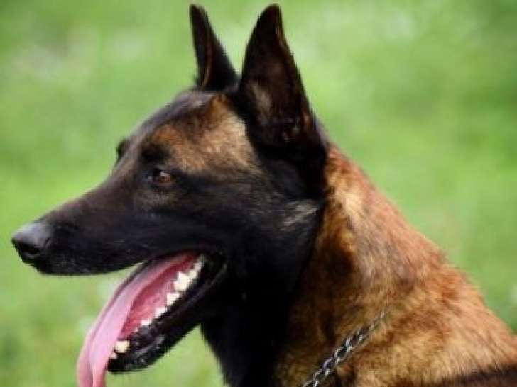 Femelle Berger Malinois à vendre