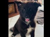 Chiot mâle noir et blanc à accueillir