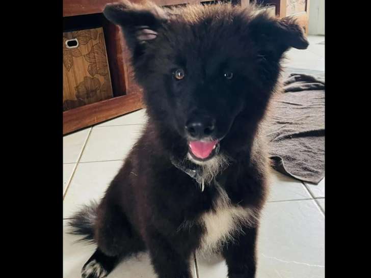 Chiot mâle noir et blanc à accueillir