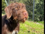 Chien d’un an en quête d'un foyer