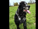 Adoption disponible : chien Cocker Spaniel Anglais noir et blanc