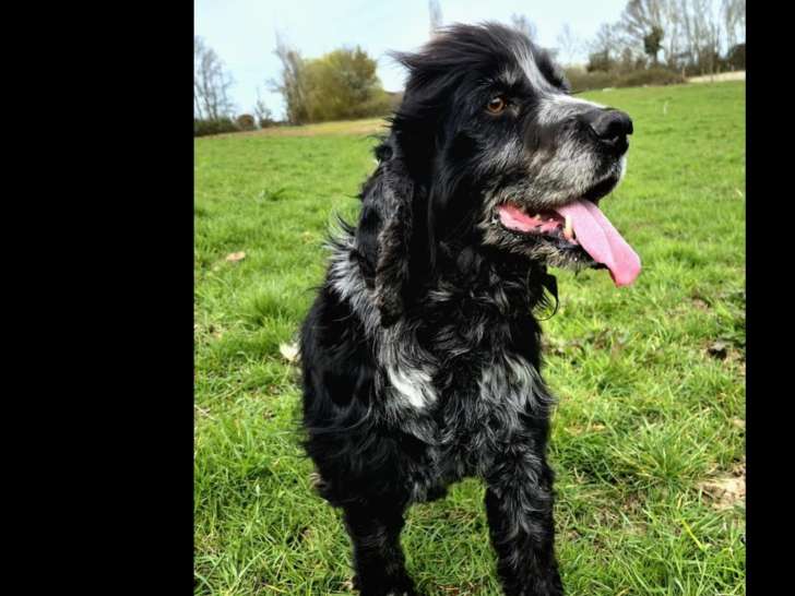 Adoption disponible : chien Cocker Spaniel Anglais noir et blanc