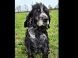 Adoption disponible : chien Cocker Spaniel Anglais noir et blanc